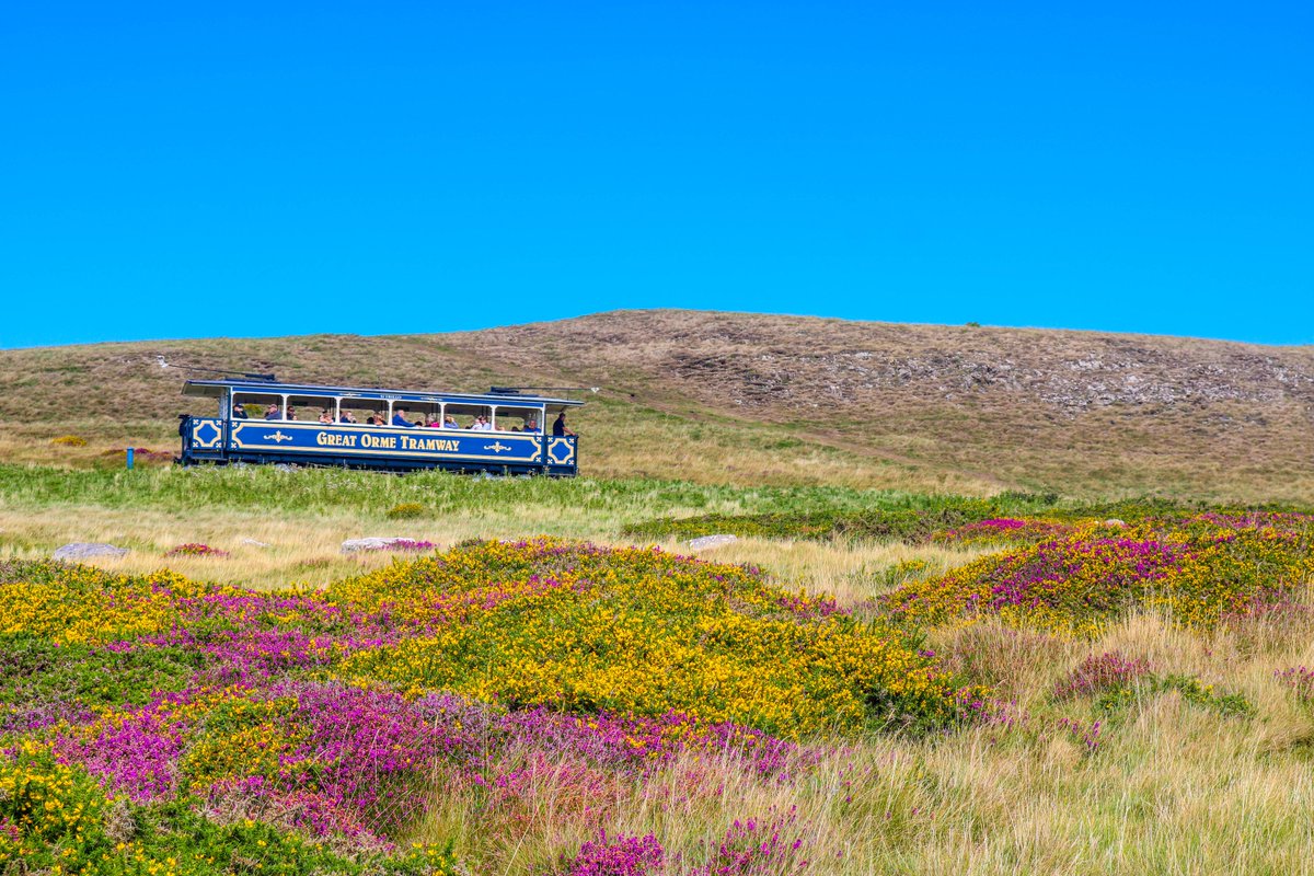 pip_says's tweet image. #travel lovers! Have you been to The Great Orme in North #Wales? This gorgeous limestone headland is great for hiking &amp;amp; picnics. Take the cable car up for stunning views of Llandudno, or ride all the way up on Britain's only cable-hauled street Tramway! #travelblogger