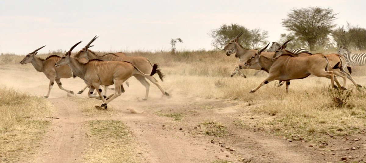 Tangulia Mara Camp tweet media