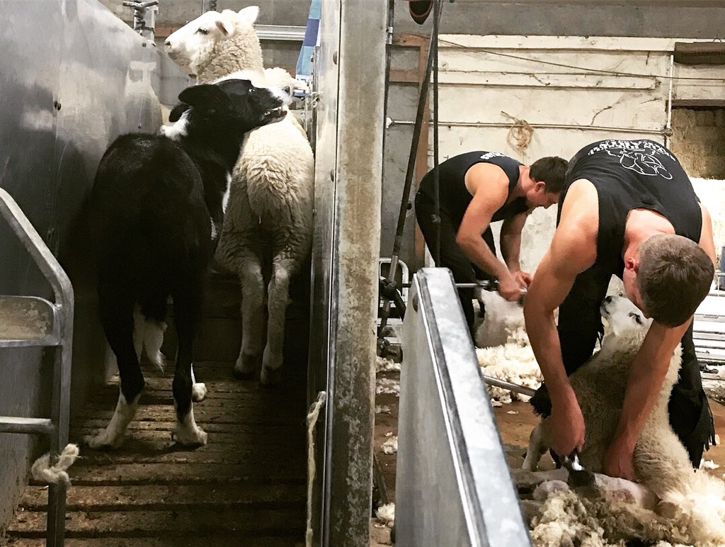 meandeweblog's tweet photo. The funniest and most tiring shearing... ewe lambs are looking good, long keep store lambs have got some way to go... #laughorcry #laughedtilicried #noboundaries #shearers #sheep365 @DeanNelmes @EnglandShearing @BritishWoolFarm https://t.co/YEWkJ8bDdI