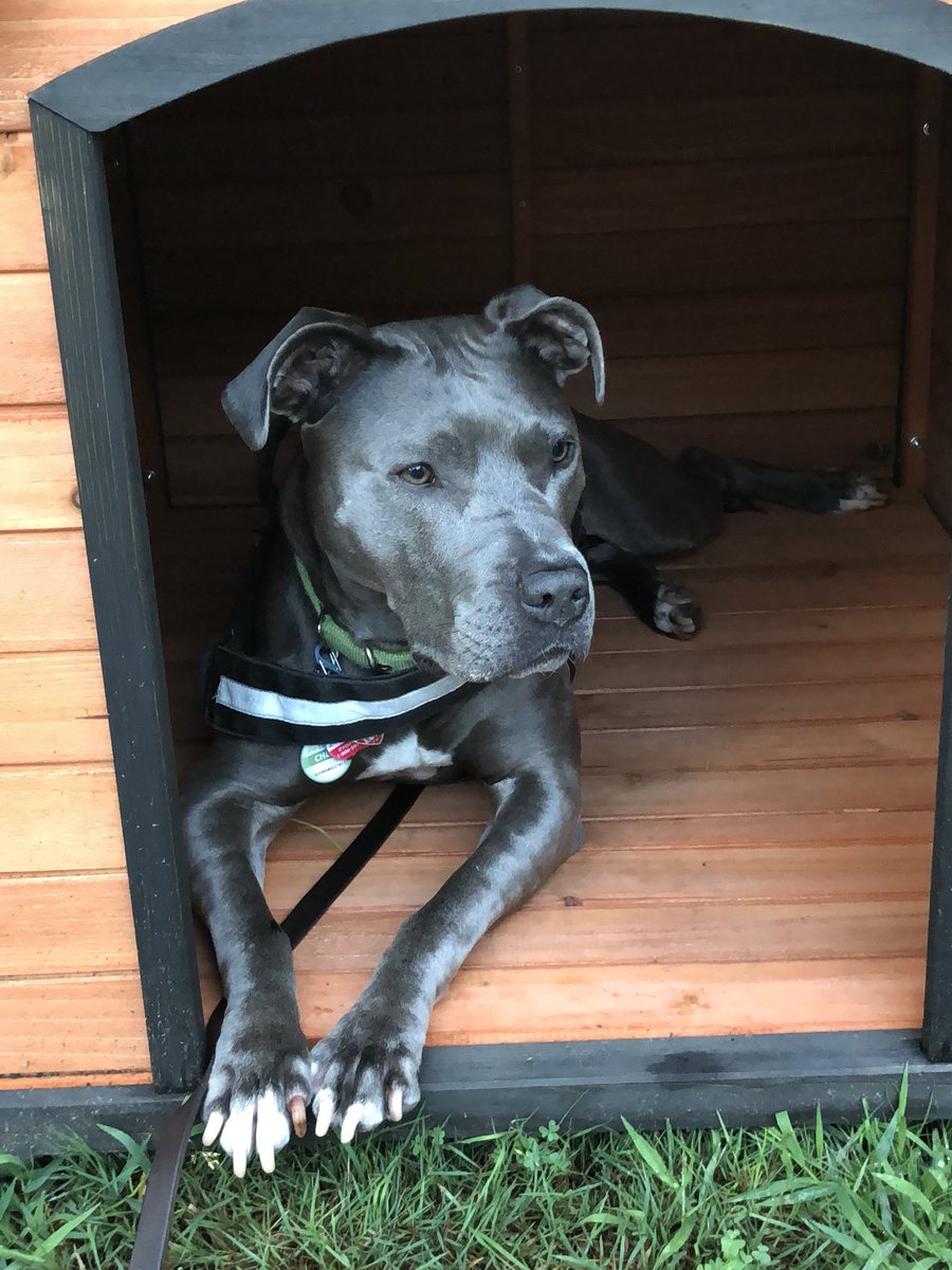 Maize Pitbully tweet media