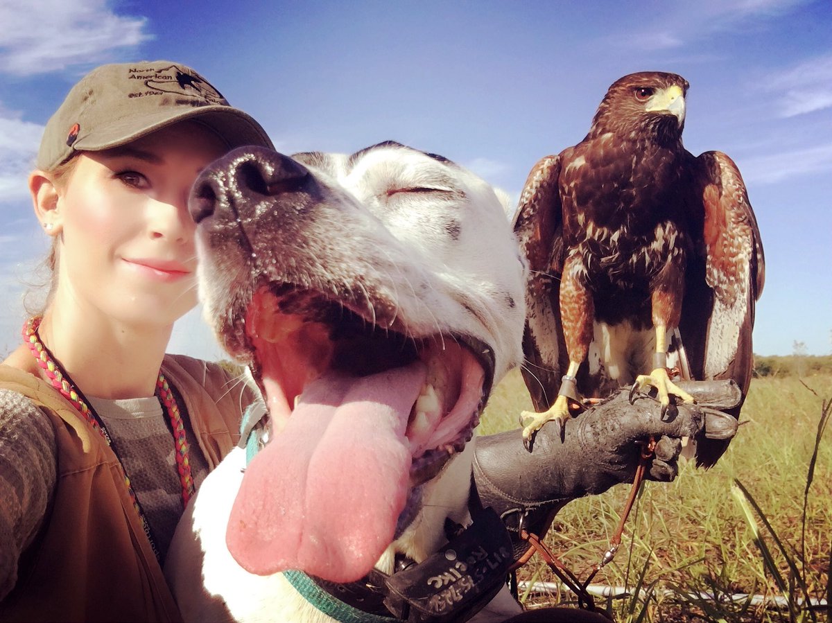 Today’s #FalconryFriday is brought to you by my favorite #photobomb. Nothing like trying to get a hawk & a hyper hunting dog to pose for a photo in the field. #falconry #falconer #dogphotobomb #dogsoftwitter #hawk #hunting #outdoors
