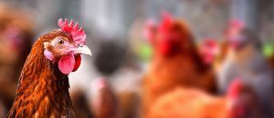 DI_tweet's tweet photo. Did you know our #DiverPlatform can be used throughout the enterprise? Learn how Fieldale Farms uses #analytics, saving them $170K annually https://t.co/sq5tZad1aV #diminsdiver https://t.co/d7e7QGbNJs