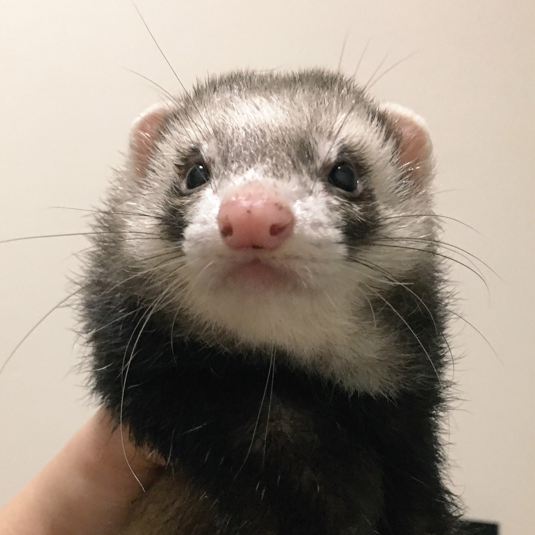 コロリーナ チャビィ 泉汰は侘助の次に顔面偏差値が高いと思う コロリーナ チャビィ 泉汰は侘助の次に顔面偏差値が高いと思う