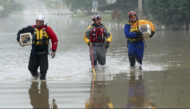 DogsByLisa's tweet image. Its always a pleasure to highlight #Disaster #Relief Workers - Saving lives