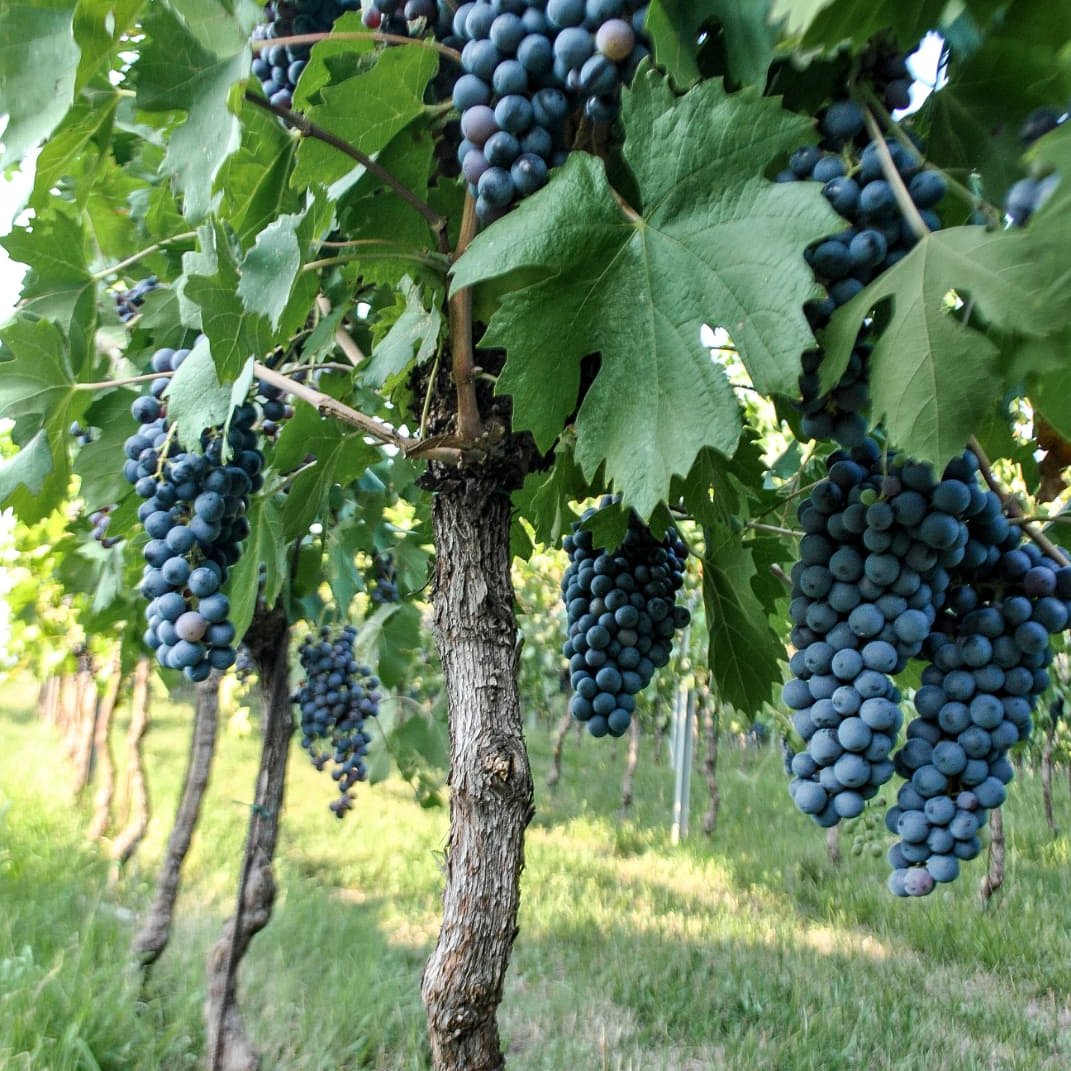 PdGwinery's tweet photo. Harvest time! 💪💪 new vintage
#Wine #Harvest18 #gardalake #RedWine #rosewine #roseallday #disvoverchiaretto https://t.co/tHcWN9P2Aq