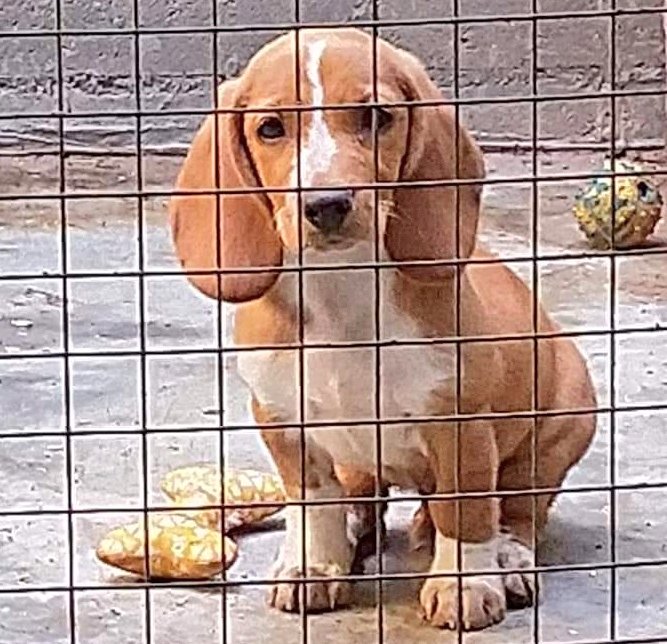 animalsmaresme's tweet image. Cadell trobat a #CanetdeMar, no duu xip, si saps d'algú q l'està cercant 》639330438 #pedracastell #gràcies #maresme