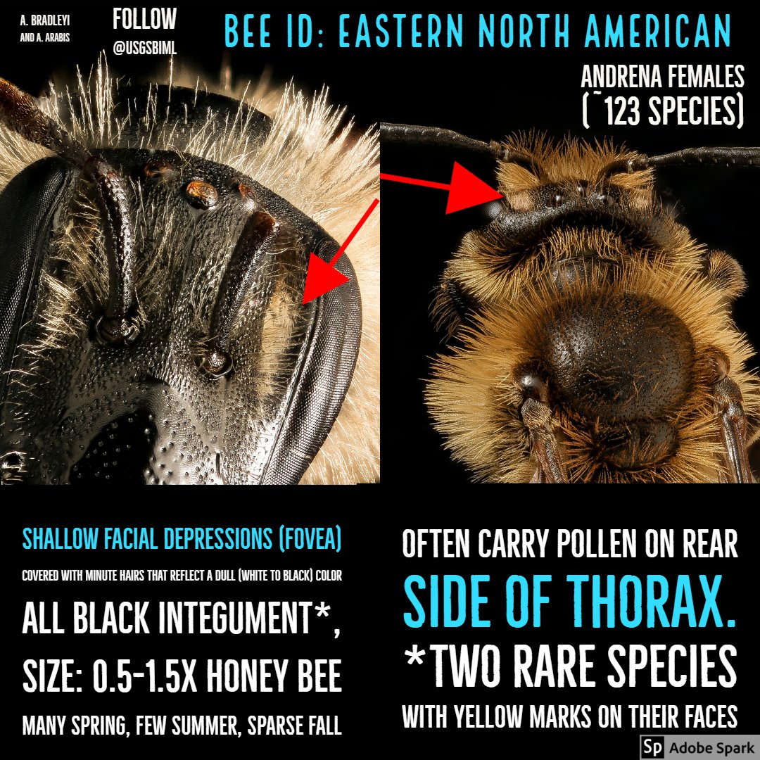 moltenblue's tweet photo. Andrena female ID...this group can dominate on blooming trees and shrubs in the spring, but smaller numbers occur in the Fall on our composites https://t.co/4QrMwQBb50