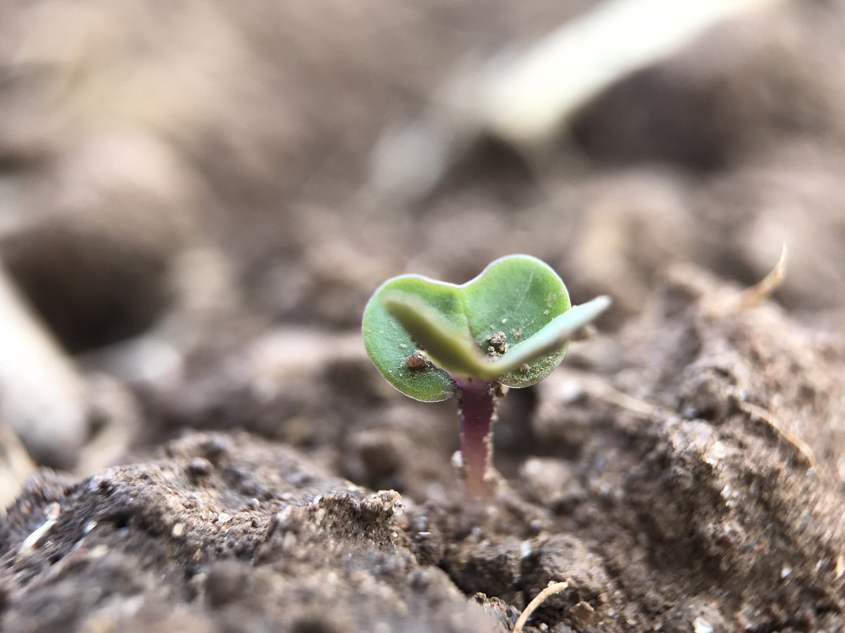 jamesyfella's tweet photo. The #DKImperialCL from @dekalb_osr is also emerging well in Cheshire. #clearfield technology giving a rapid start and the control of #charlock @BASFcropUK #harvest19 #OSR19 https://t.co/jb9asH4KVz