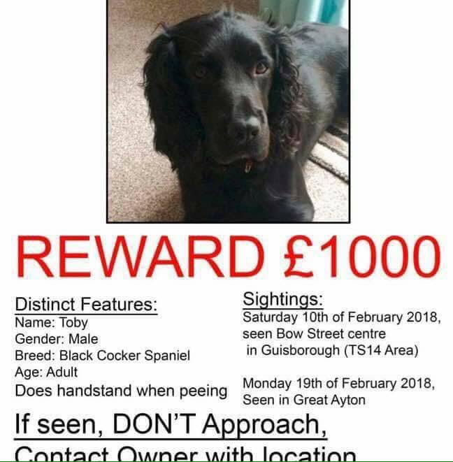 vincerock6's tweet photo. I've been away n now I'm back
π‘π‘#allstillmissing π‘π‘SELSTON SPANIELS
THREE OF THE SIX STOLEN
TOBY THE GUY THAT DORS PARTY TRICKS WEEING
WISPA aka WHISPER
Come on...do your best
WHERE ARE THEY π€π€ https://t.co/15OpOQBv0H