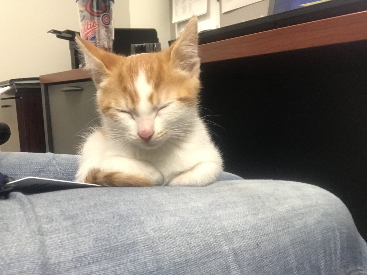 ThatRedheadGir1's tweet photo. Hello World. My name is Oscar. #WorkKitty #CatMom 😻 https://t.co/JZGVS0SSpp
