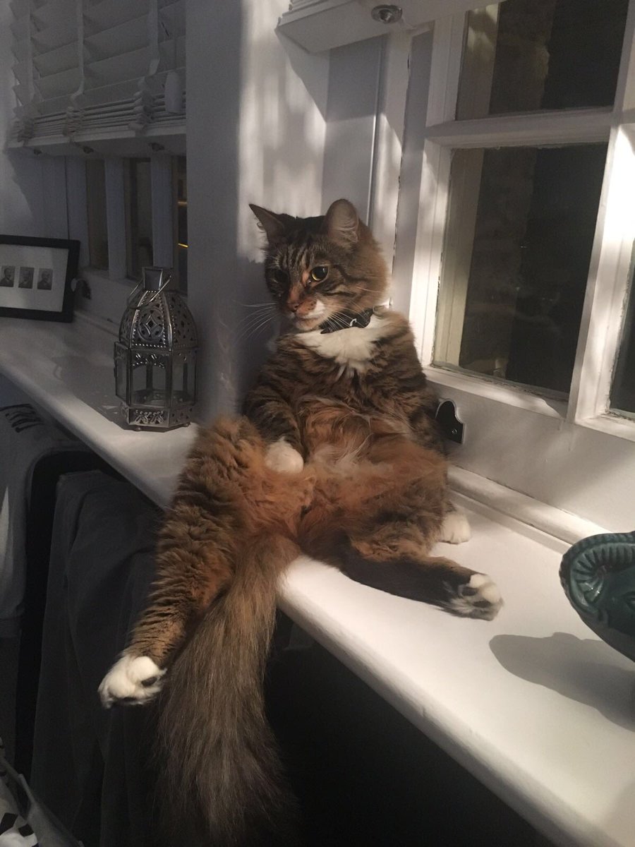 RachaelGatesman's tweet image. My cat Socks has escaped in the east Dulwich area 💔 if you see him please get in touch and please retweet #socks #eastdulwich #peckham #RetweeetPlease