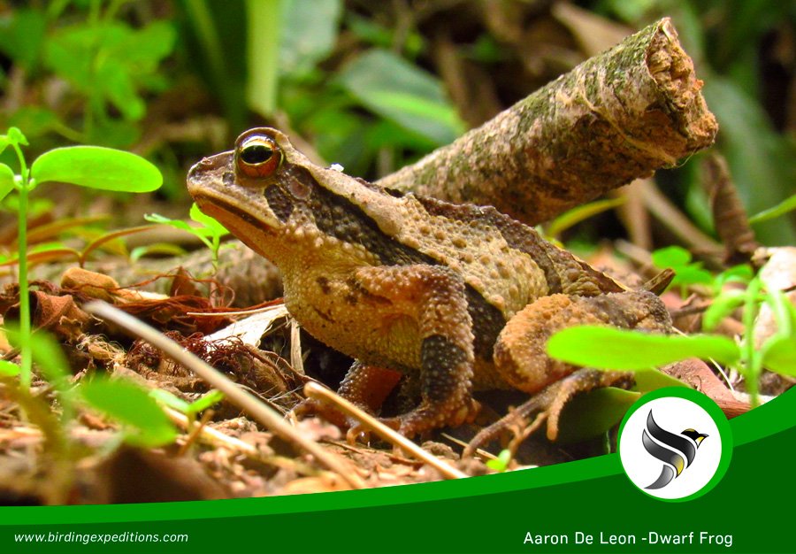 learn about the biodiversity of Guatemala through #BirdwatchingTourGuatemala #Photography #Guatemala #Birdwatching birdwatchingguatemala.com