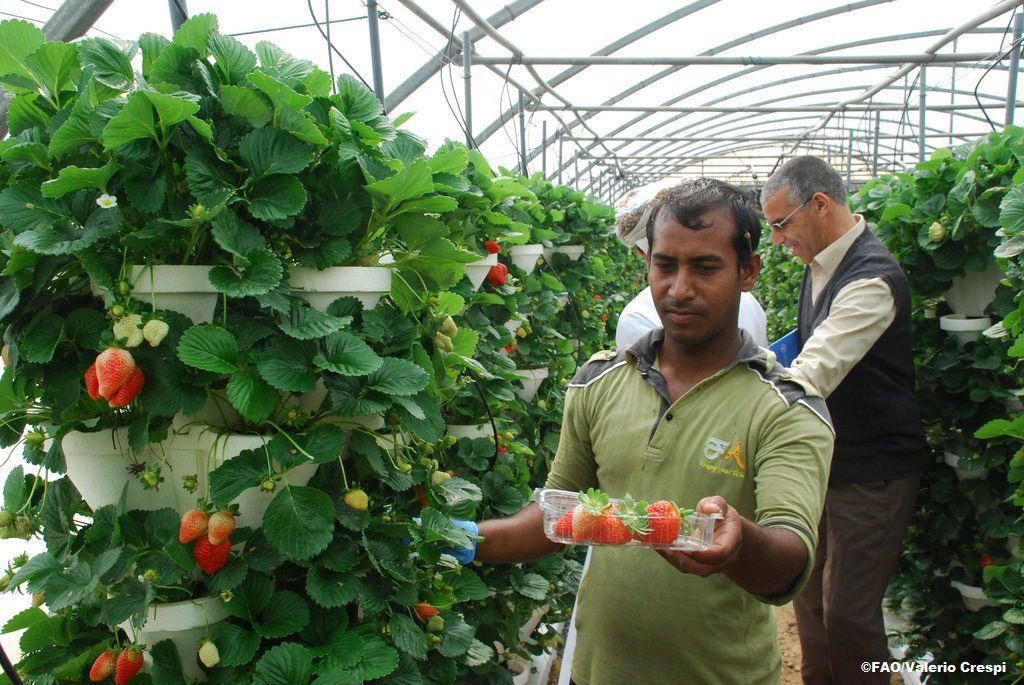 FAOenEspanol's tweet image. La agricultura utiliza el 70% del agua dulce disponible en el 🌍

Al combinar acuicultura 🐟 e hidroponía 🌱, la #acuaponía puede reducir el consumo de agua un 90% en comparación con las explotaciones agrícolas tradicionales 
👉bit.ly/2vRD0tU #HambreCero #CadaGotaCuenta