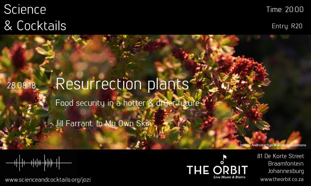 National Research Foundation of South Africa (@nrf_news) on Twitter photo Join Prof Jill Farrant, holder of the SARChI chair in Molecular Physiology of Plant Desiccation Tolerance, at the next <a href="/SciCocktailsJHB/">Science&CocktailsJHB</a> event on 28 August for a talk about resurrection plants. bit.ly/2BATuMe Join Prof Jill Farrant, holder of the SARChI chair in Molecular Physiology of Plant Desiccation Tolerance, at the next <a href="/SciCocktailsJHB/">Science&CocktailsJHB</a> event on 28 August for a talk about resurrection plants. bit.ly/2BATuMe