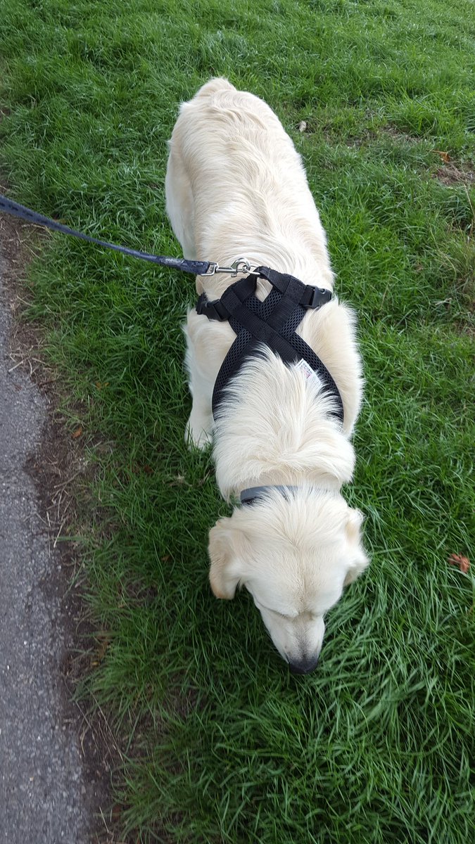 FurzeyRetriever's tweet photo. We do 'normal' dog stuff too.
#multitalented #StringsAndBows https://t.co/Aw9U8DFcjU
