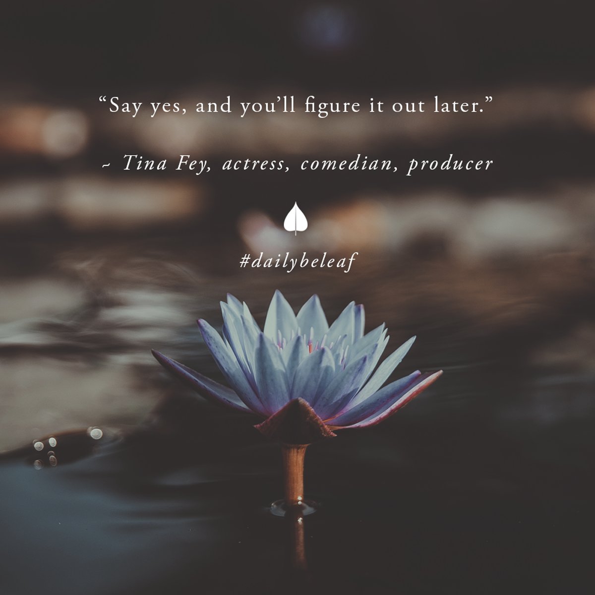 Bodhi Tree tweet media