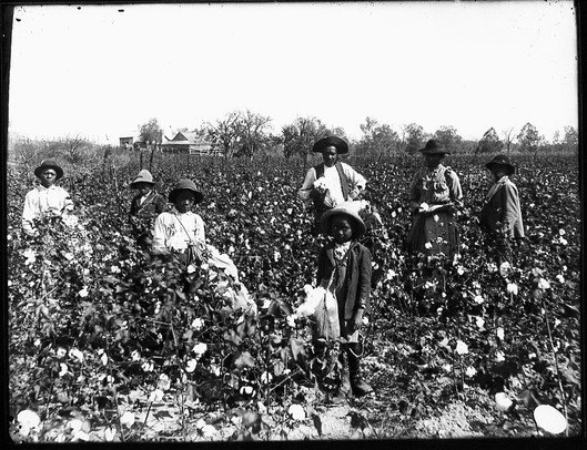 As you all know, slavery in the South created an elite class of concentrated wealth and power. In states that seceded from the union, an average 38% of white families owned slaves. The only thing more valuable than slaves was the land. White trash owned neither.