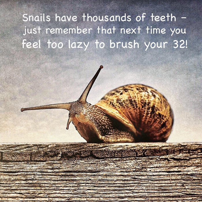 Evergreen Dental tweet media