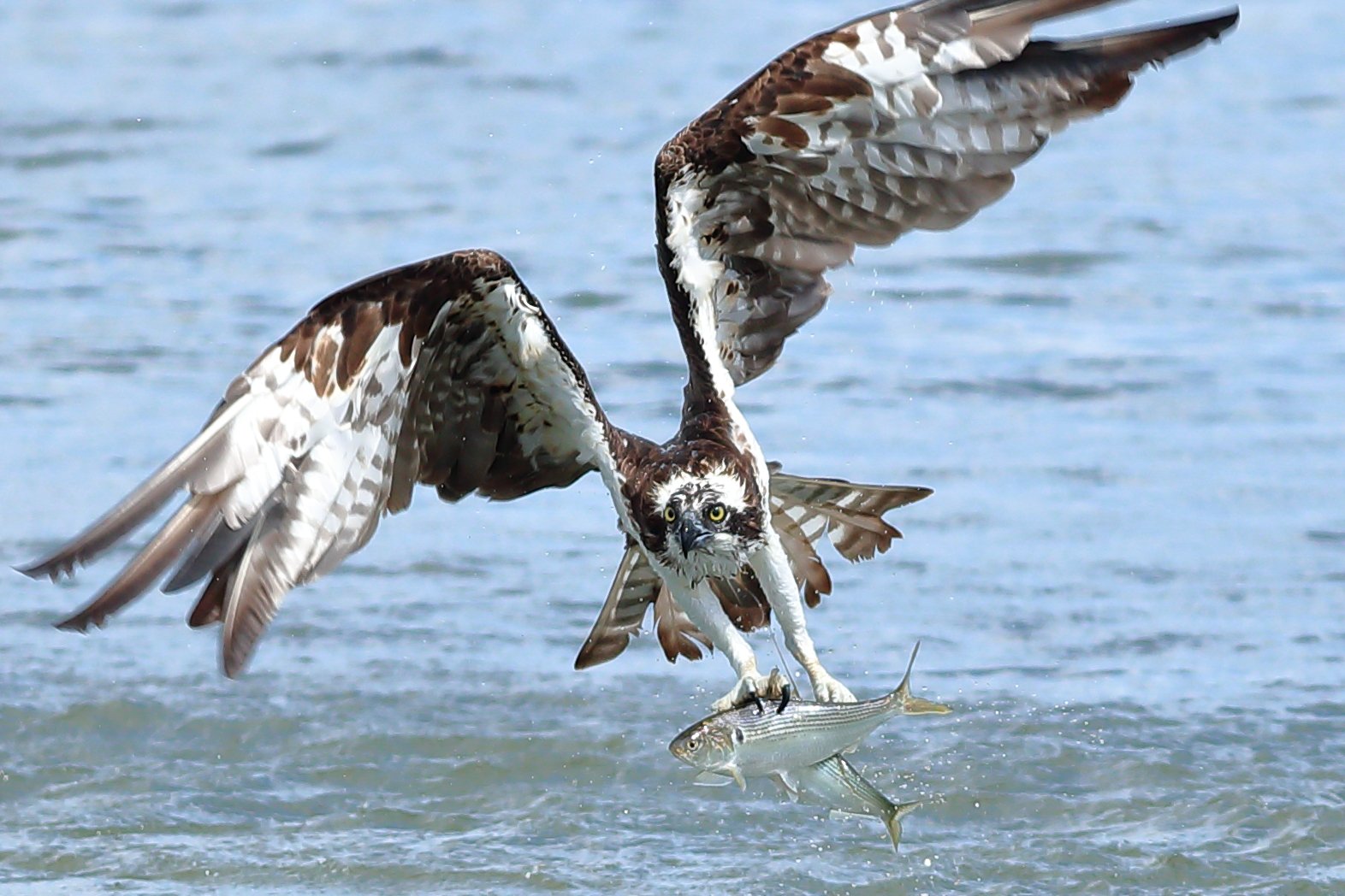ｈiro ミサゴ この鳥の魅力は ミサゴ 猛禽 野鳥観察 バードウォッチング