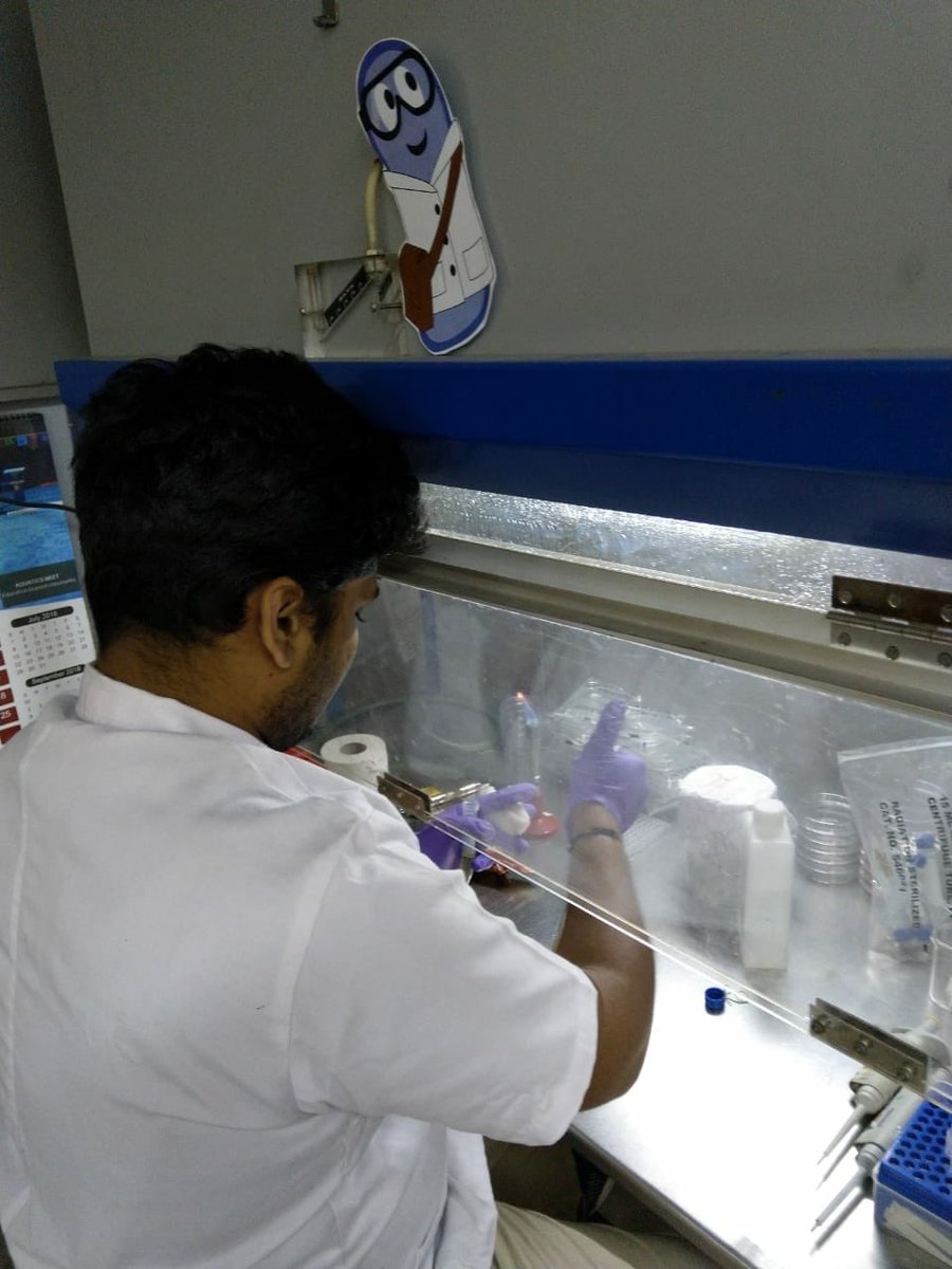 iGEM_IITM's tweet image. Scrambling toward #Interlab deadline with #MikeTheMicrobe
@igemlabpats #giantjamboree #iitmadras