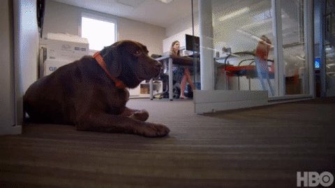 TomSternTweets's tweet photo. Yeah Bob Wylie’s cool but the real star of #HardKnocks episode 3 was my boy MOOSE 🐶🏈 https://t.co/8oMqPeGCJX