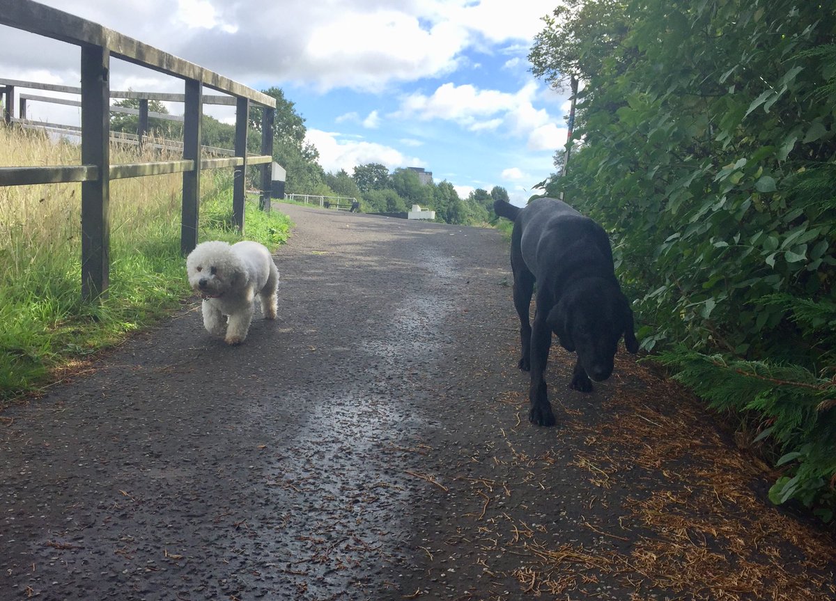 DogClubEvolve's tweet photo. Just escaped the rain on our afternoon walk too!!☀️🐾🐶
#doghomeboarding #dogclub 
#dogwalkerglasgow #doggiedaycare https://t.co/PXucFdUorx