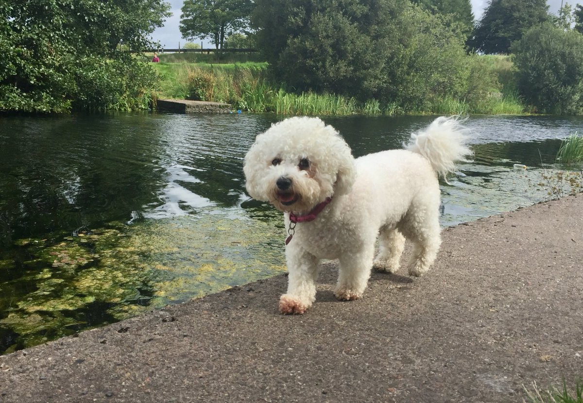 DogClubEvolve's tweet photo. Just escaped the rain on our afternoon walk too!!☀️🐾🐶
#doghomeboarding #dogclub 
#dogwalkerglasgow #doggiedaycare https://t.co/PXucFdUorx