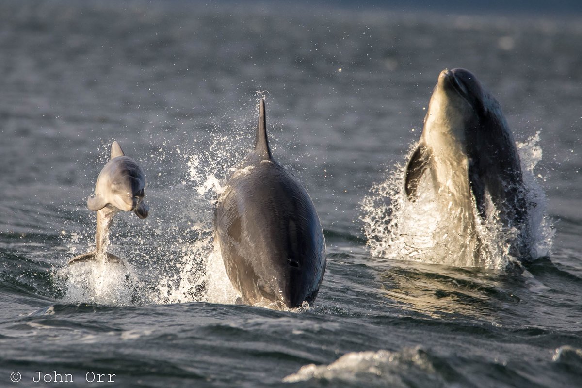 This fantastic photo was taken by John Orr who works for us in Inverness - and we love it! A few-weeks-old bottlenose dolphin breaching with mum (probably) at Chanonry Point. We don't often get to see a calf so young. #Scotland #nature #dolphins #cetaceans