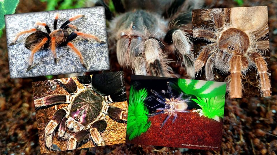 Tarantulas Bristol tweet media