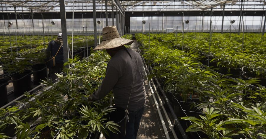 Cannabis Supply Chains Coming Out of the Shadows buff.ly/2Ln2FQa