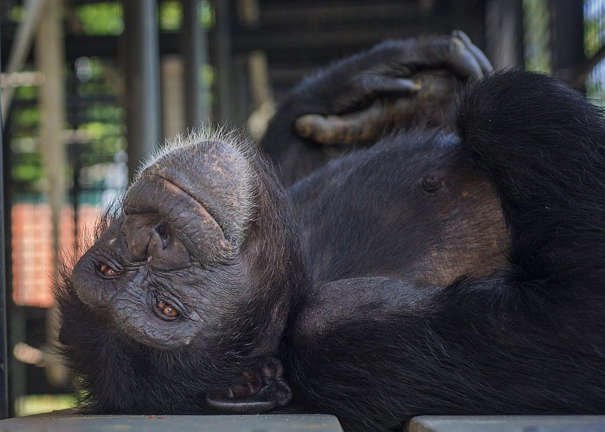 projectchimps's tweet photo. Almasi has that #FridayFeeling She was a #newchimp here on Dec. 13, 2017. Now we're working hard to bring the next group of females to sanctuary. Help us get them here and give these former research chimpanzees a warm welcome home : https://t.co/V2psrsvEMk Photo by Crystal Alba https://t.co/FkH2gDU6XT