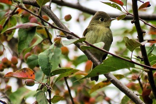 PacificParkland's tweet photo. The least flycatcher is a small feisty bird that can be found throughout #MVRPs. Having any philanthropic thoughts this Friday? We have just the solution.  Make a donation to ensure that our feathered friends like these have a place to call home.  https://t.co/Zvhf1ZksHR https://t.co/r06UaZGRIe