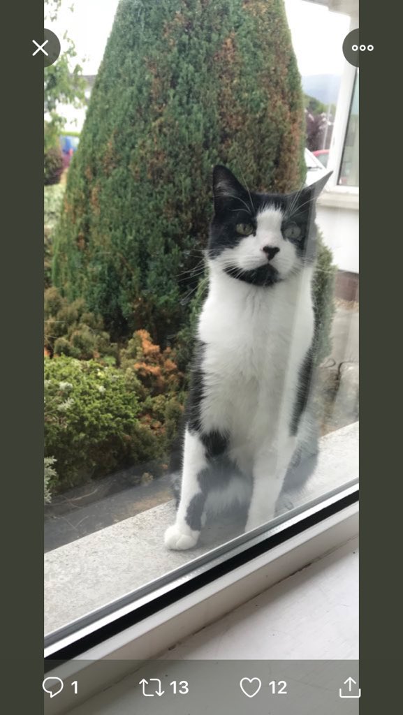 Raisin🌈RIP Pud &Chips🌈 (@mnummy_maggot) on Twitter photo @Cat_Weasel <a href="/BeansyKitty/">Beansy Kitty</a> <a href="/Midnightpurrs/">AngelMidnight FrmrFeral</a> <a href="/GoblinJr3/">Goblin Jr</a> <a href="/TourettesTabby2/">MimmsieTygurToes</a> <a href="/Chavcat/">Juno🌈</a> <a href="/Kernow_Kitteh/">Mona Wiggle Butt</a> <a href="/TigLaMig/">Betsy Blue Eyes</a> <a href="/wlfmadhatter/">#WLF Mad Hatter</a> <a href="/tiddlesfry/">tiddles</a> <a href="/Cooperscats/">Mrs C</a> <a href="/FrufruB/">FrufruB</a> <a href="/CatAndTrumpet/">The Cat & Trumpet</a> Please guys can you all RT the living daylights out of this? My pal Lickrish has gone walk about in Belfast . @Cat_Weasel <a href="/BeansyKitty/">Beansy Kitty</a> <a href="/Midnightpurrs/">AngelMidnight FrmrFeral</a> <a href="/GoblinJr3/">Goblin Jr</a> <a href="/TourettesTabby2/">MimmsieTygurToes</a> <a href="/Chavcat/">Juno🌈</a> <a href="/Kernow_Kitteh/">Mona Wiggle Butt</a> <a href="/TigLaMig/">Betsy Blue Eyes</a> <a href="/wlfmadhatter/">#WLF Mad Hatter</a> <a href="/tiddlesfry/">tiddles</a> <a href="/Cooperscats/">Mrs C</a> <a href="/FrufruB/">FrufruB</a> <a href="/CatAndTrumpet/">The Cat & Trumpet</a> Please guys can you all RT the living daylights out of this? My pal Lickrish has gone walk about in Belfast .