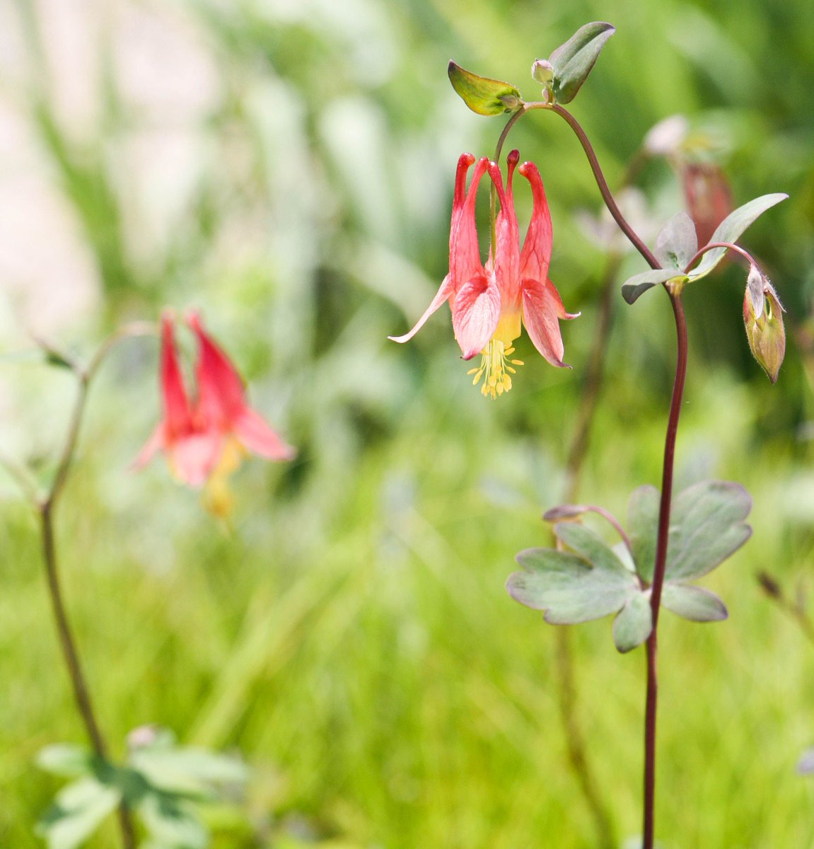 Applied Ecological tweet media