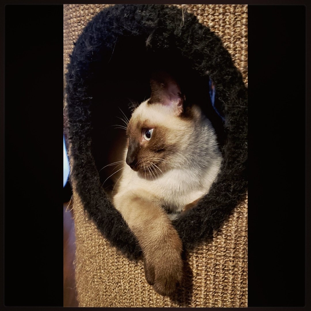 TheZiba's tweet photo. Happy Friday from Ziba!
May your weekend be as satisfying as curling up in a perfect hideyhole is for Her Highness!
#friyay #fridayfeels #pdx #pdxcats #meezer #meezerlife #kitten #siamese #siamesekitten #ohspets #princess #weekend #hideout https://t.co/XvU9tLSGrQ