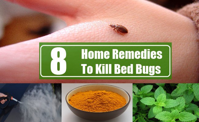 vcreekhealth's tweet image. How to Kill Bed Bugs without the Use ... - health.viralcreek.com/kill-bed-bugs-…
#BedBugInfestation #BedBugs #Chemicalfree