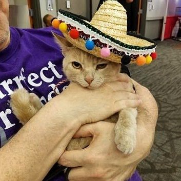 FindFureverhome's tweet photo. Wilber isn’t ready for summer to be over and school to be starting up again. Let Wilber skip school and go straight to your Fureverhome!
.
https://t.co/eMgZmifxEu
.
#adoptdontshop #adoptme #adoptmeplease #adoptable #adoptablecat #catsinhats #catinthehat… https://t.co/mzEFIGtIxS https://t.co/Gp3B2B26uk