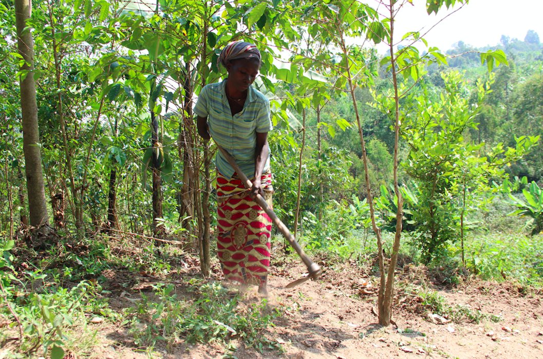 Concordia tweet media