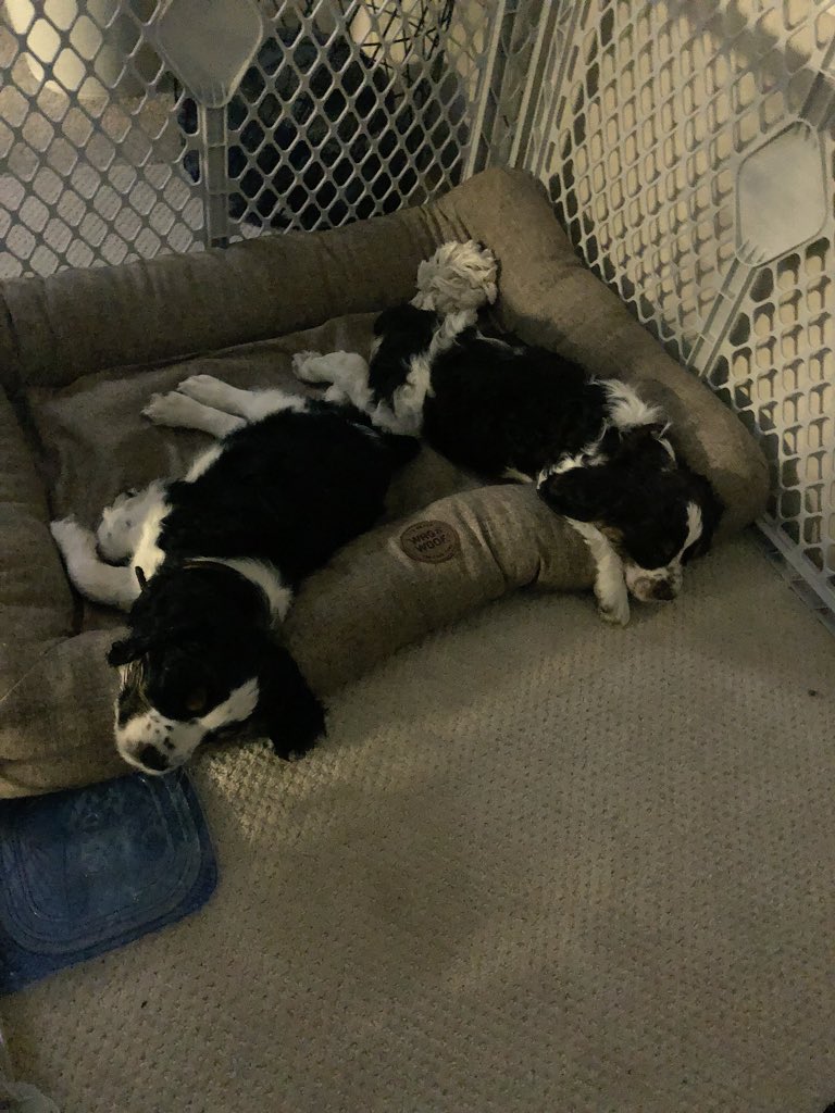 kyhhhh_'s tweet photo. Constantly worried/thinking about these honeys #stressedmom https://t.co/etcIbRhVlH