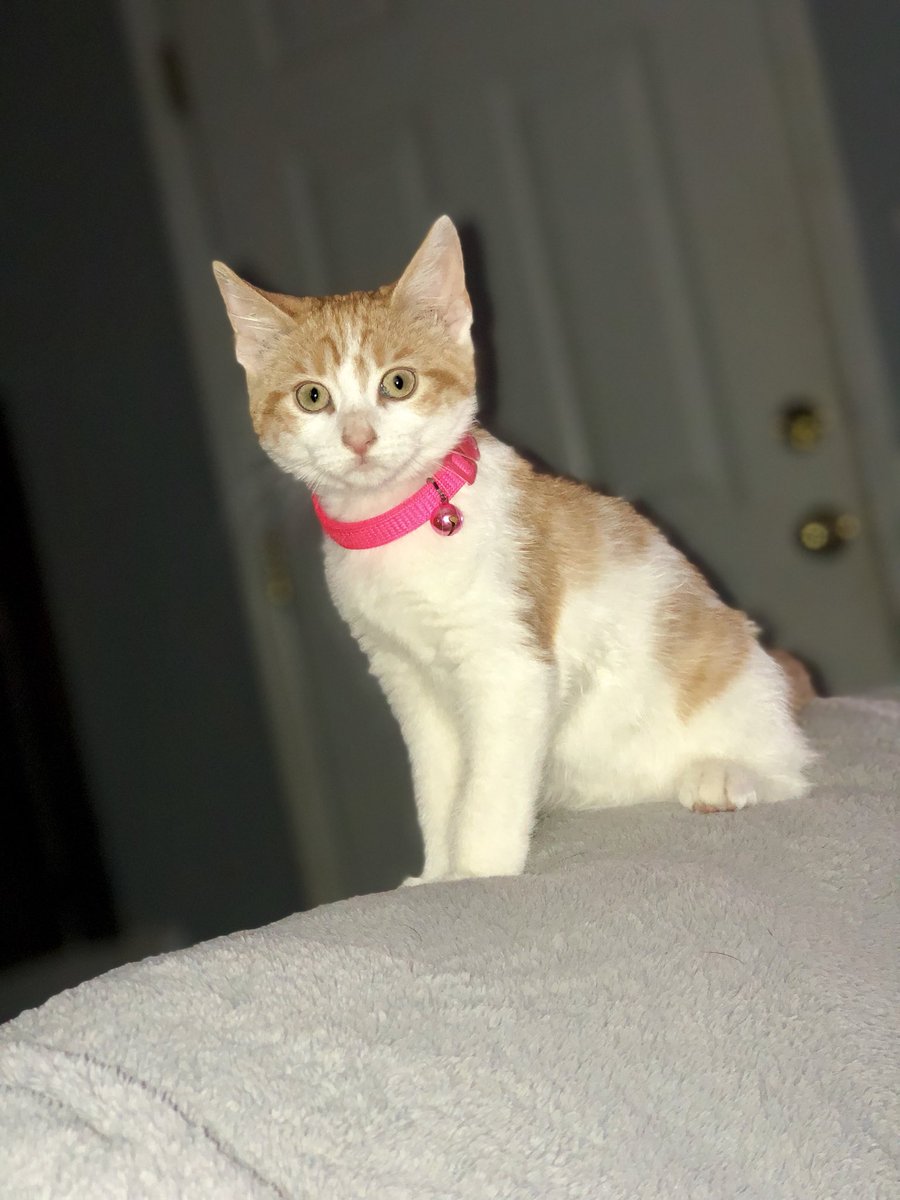 MickeyUrfer's tweet photo. i told logan i’ve never had a cat and he he came home with a cat. ☺️welcome to the family, Toast. ❤️😺 https://t.co/LebJYFVPmw
