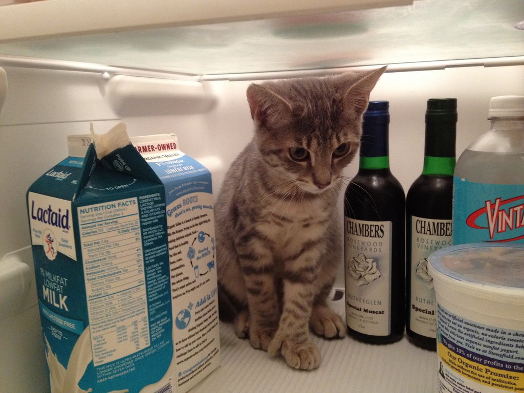 hourlykitten's tweet photo. Source: https://t.co/b09SHBglva
Credit: Jason Persse https://t.co/xrJsKmil2A