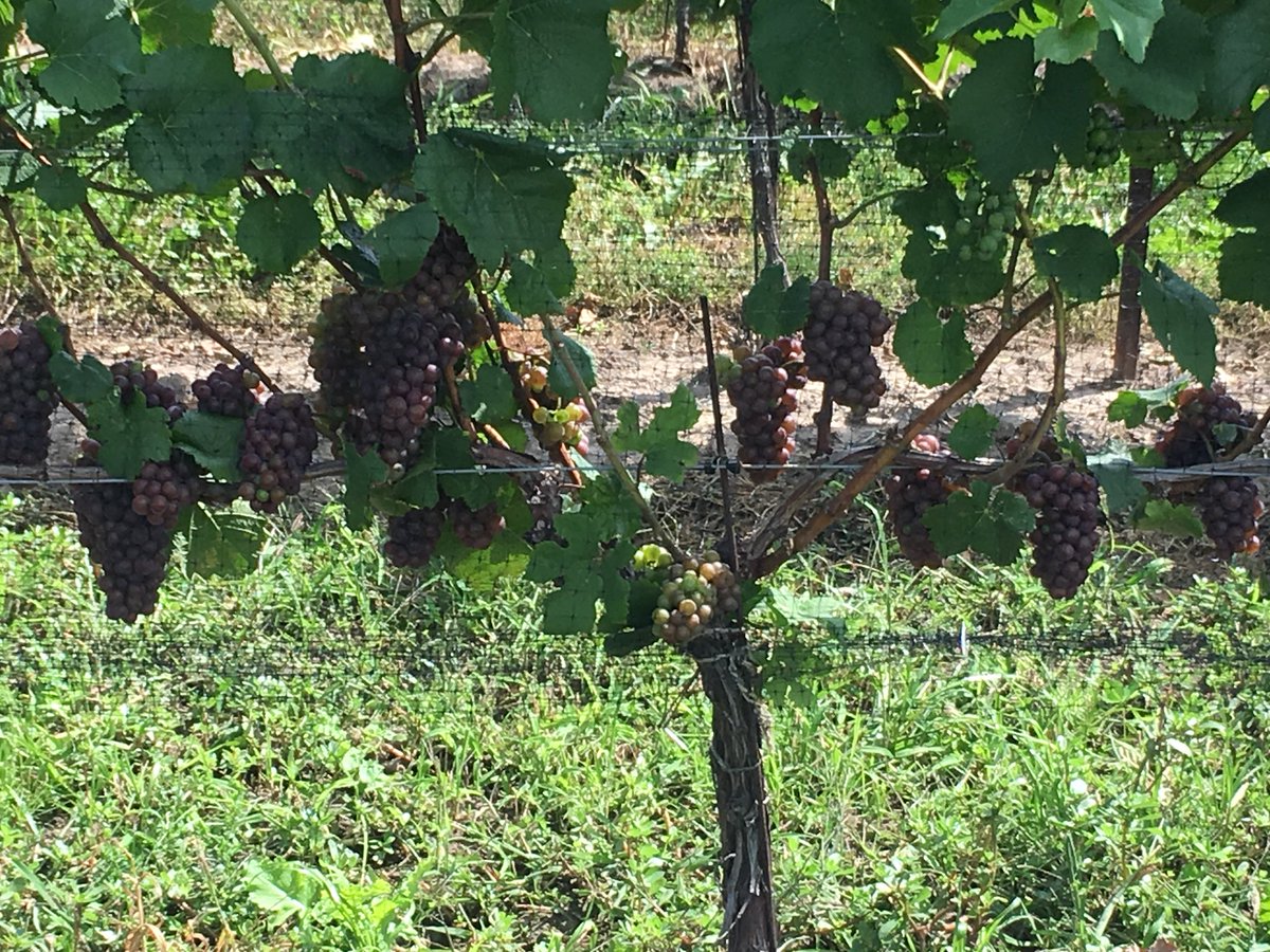 Vineyard is looking awesome!  Riesling / Gewurzt / Pinot Gris