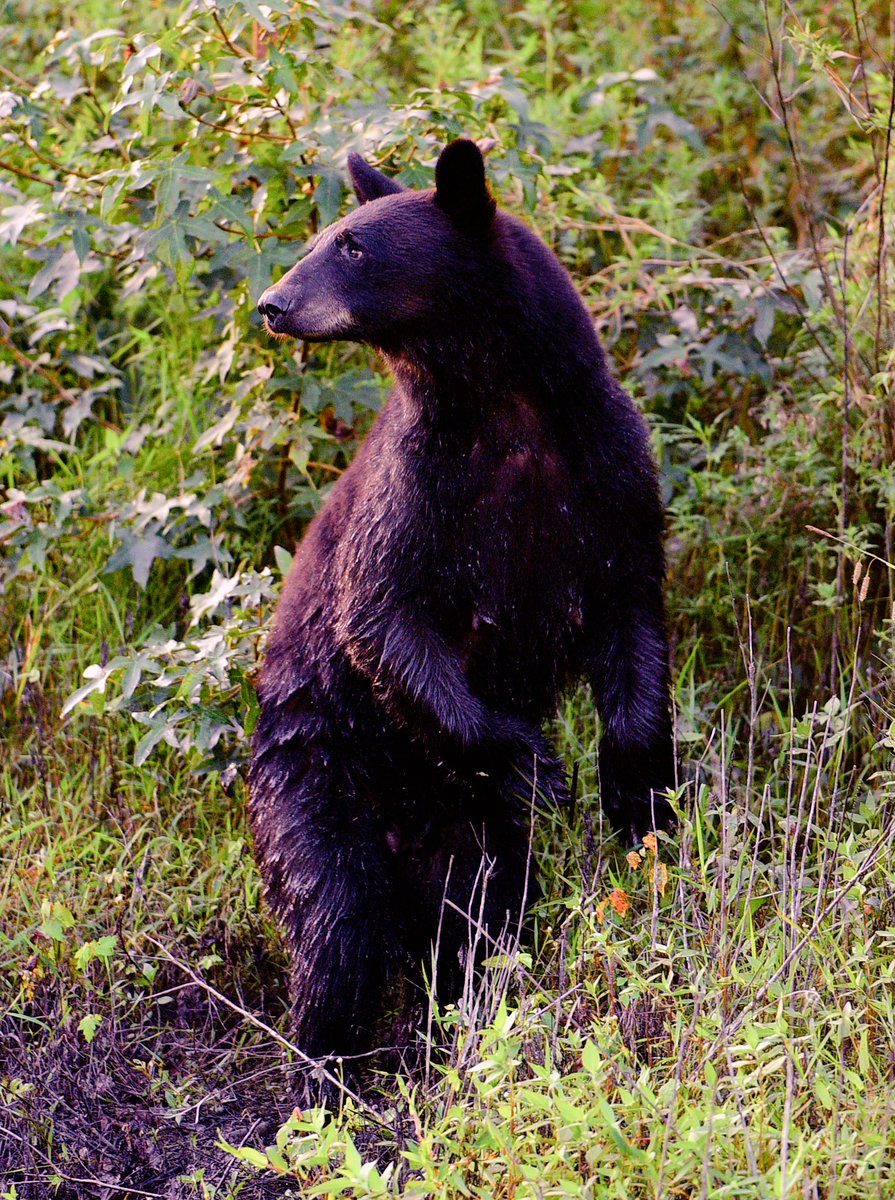 Black Bear in Alligator River National Wildlife Refuge. #photography #wildlife #nationalwildliferefuge #nature #deptofinterior