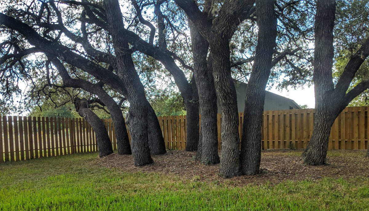 MrsParker322's tweet photo. Excellent company recommendation: Jeremy Macek - 210-669-3102 #fence #privacyfence #weldedfence #woodenfence #floresville #elmendorf #lavernia #adkins #sthedwig #contractor #honestcontractor https://t.co/S0TNn96oD9