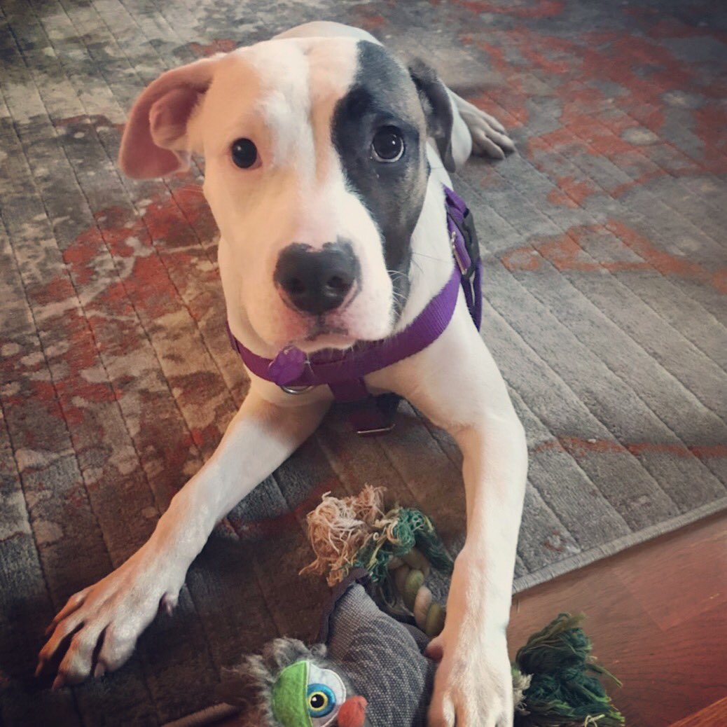 ATAsocialclub's tweet photo. Tonight weโre getting social about adopting and fostering with @PeaceForPits! Join us at @MetroBrewing for beers, raffles and a meet and greet with available dogs! https://t.co/y9fWCdGkga