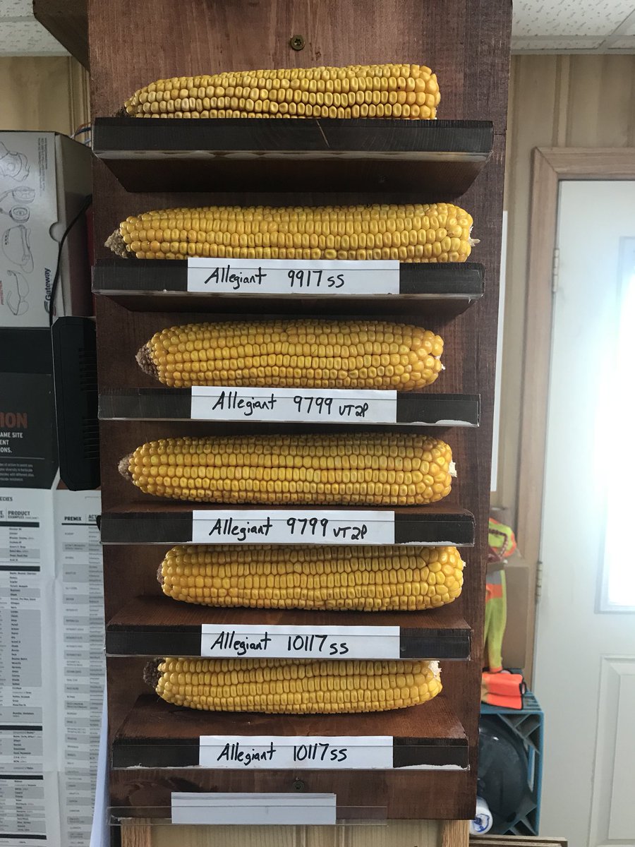 LonghenryAG's tweet photo. Updated board with tabs for names and an ear from 2017 for comparison. https://t.co/abLqEsMAMO