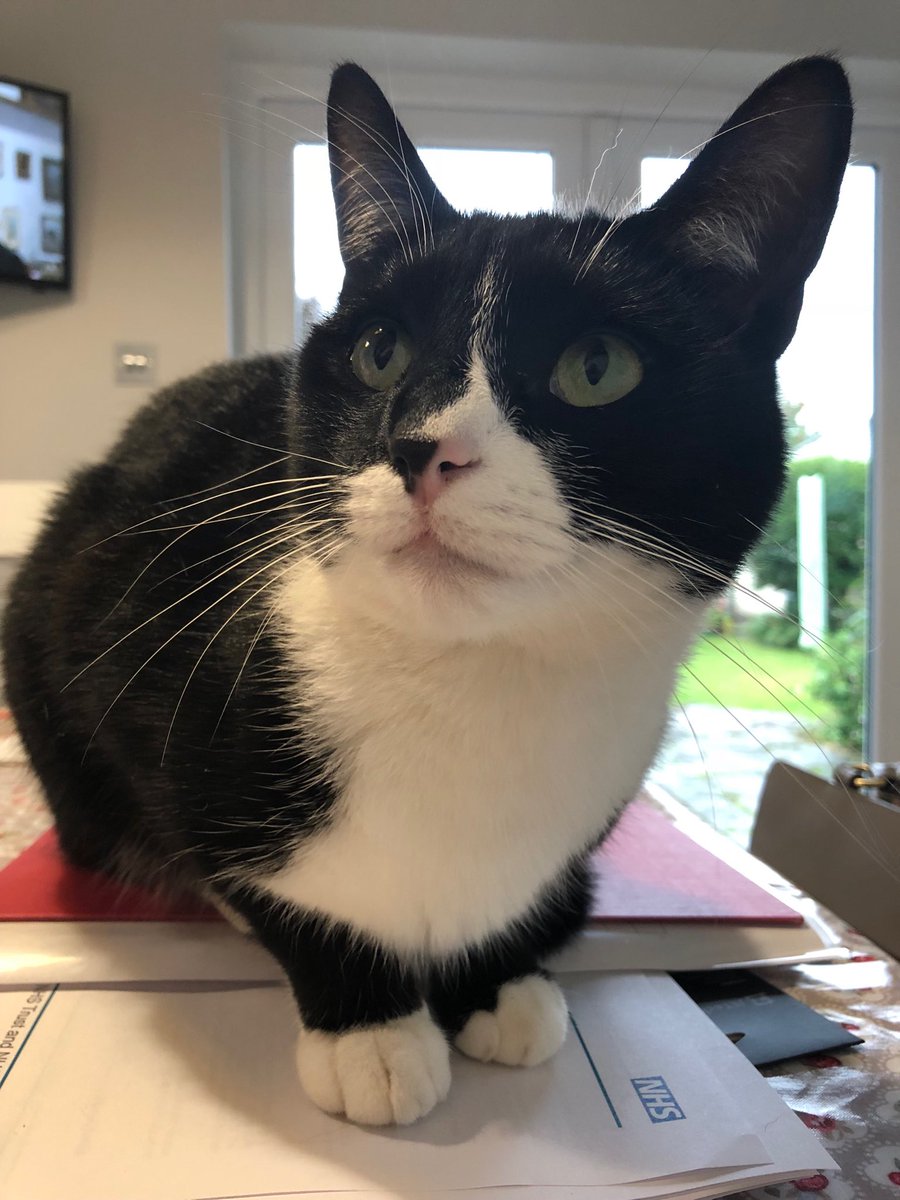 DevonCowlsy's tweet photo. Derek has decided he wants me to stop working and get his dinner so he’s having a sit in!  #alwaysderek https://t.co/rwOcE9tEqz