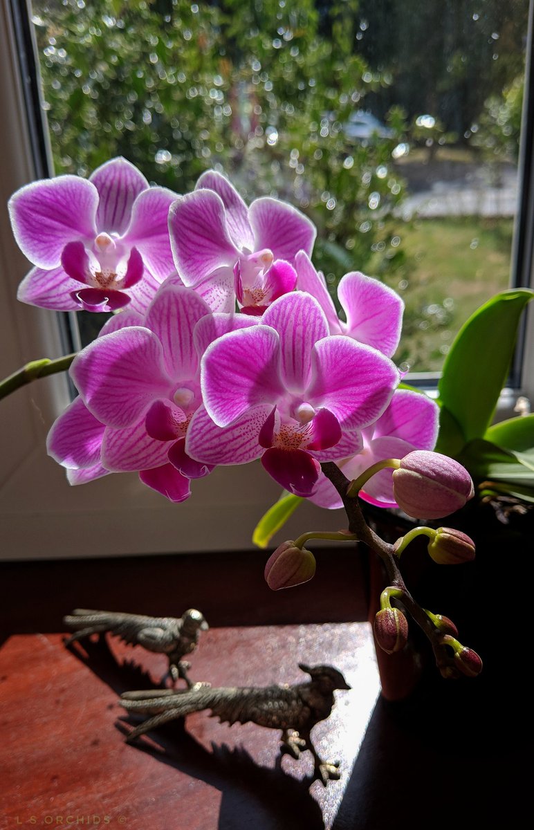 Happy #PhalaenopsisPhriday #LoveOrchids #Phalaenopis Julia & Pink Mini 💕💕💕