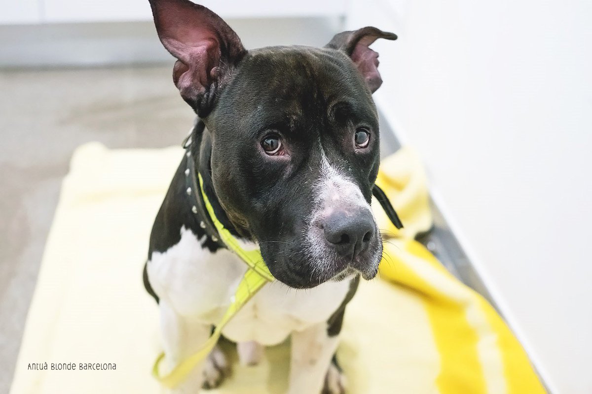 protemataro's tweet image. Soletat, por, desconcert, tristesa... Aquestes són algunes de les sensacions dels gossos i gats quan són abandonats.... Arribar a les protectores obra una porta a l'esperança, però sense adopcions, les ferides no es podran curar mai.... #adopta #nosonculpables