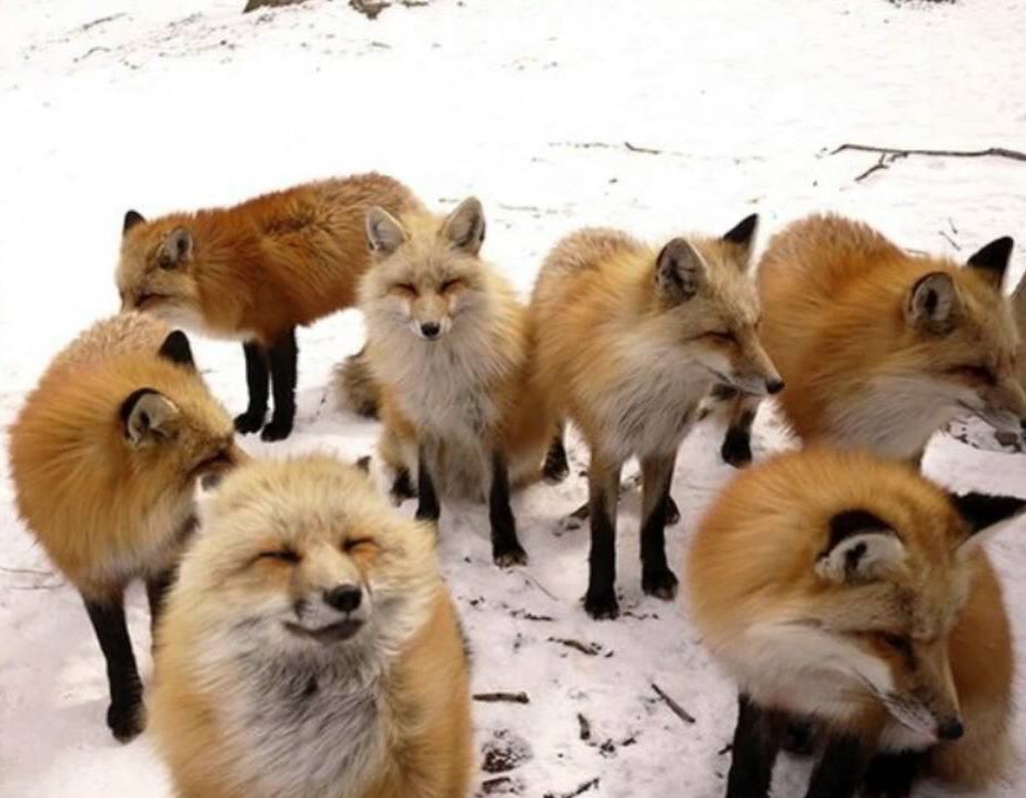 renjun the fox tweet media